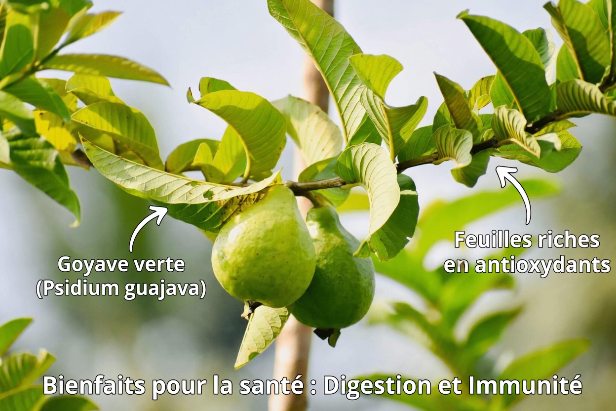 3 feuilles simples qui favorisent une glycémie stable, aident à perdre de la graisse et à dégager les artères : le pouvoir naturel caché dont vous avez besoin