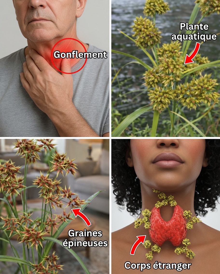 L’herbe cachée : les guérisseurs de l’Antiquité ont protégé le souchet — serait-il le secret ultime de la santé naturelle ?