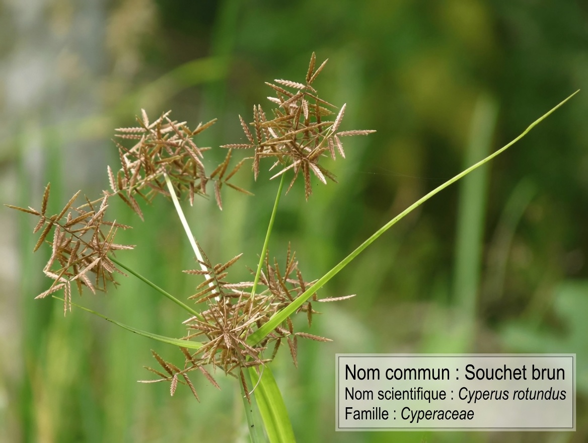 L’herbe cachée : les guérisseurs de l’Antiquité ont protégé le souchet — serait-il le secret ultime de la santé naturelle ?