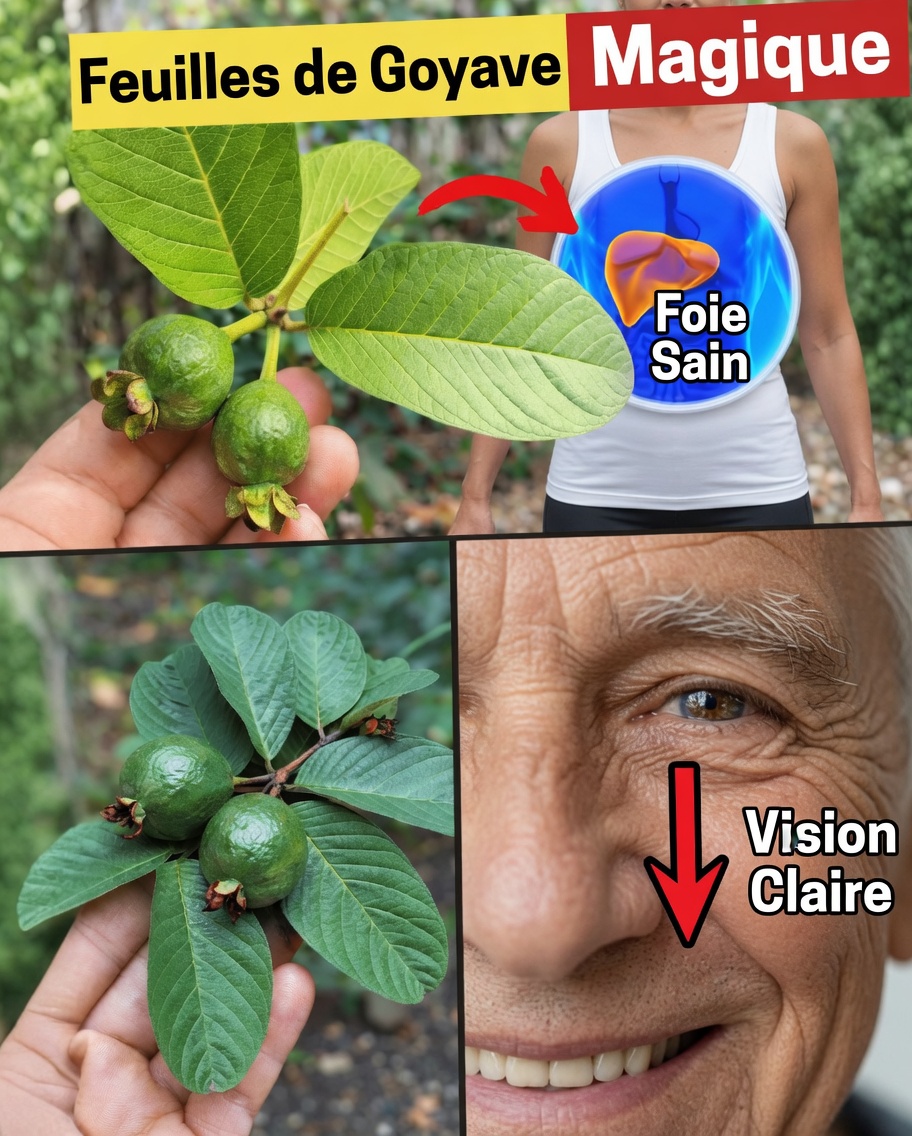 17 bienfaits surprenants des feuilles de goyavier que vous ne connaissiez jamais – la puissance naturelle méconnue qui transforme la santé des Américains de plus de 40 ans