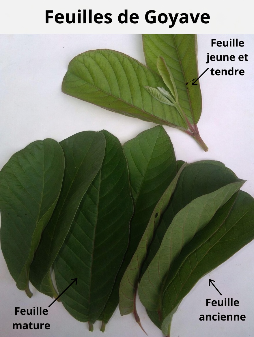 17 bienfaits surprenants des feuilles de goyavier que vous ne connaissiez jamais – la puissance naturelle méconnue qui transforme la santé des Américains de plus de 40 ans