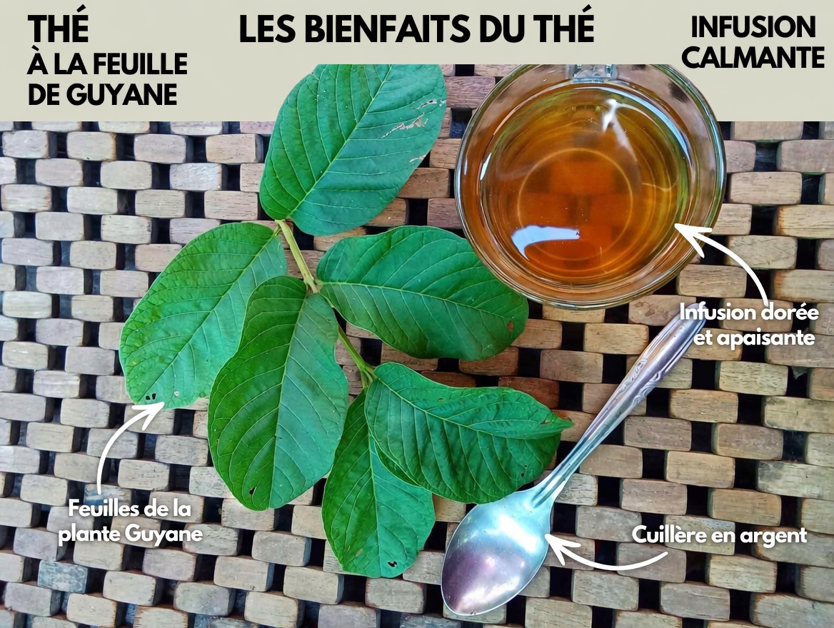 17 bienfaits surprenants des feuilles de goyavier que vous ne connaissiez jamais – la puissance naturelle méconnue qui transforme la santé des Américains de plus de 40 ans