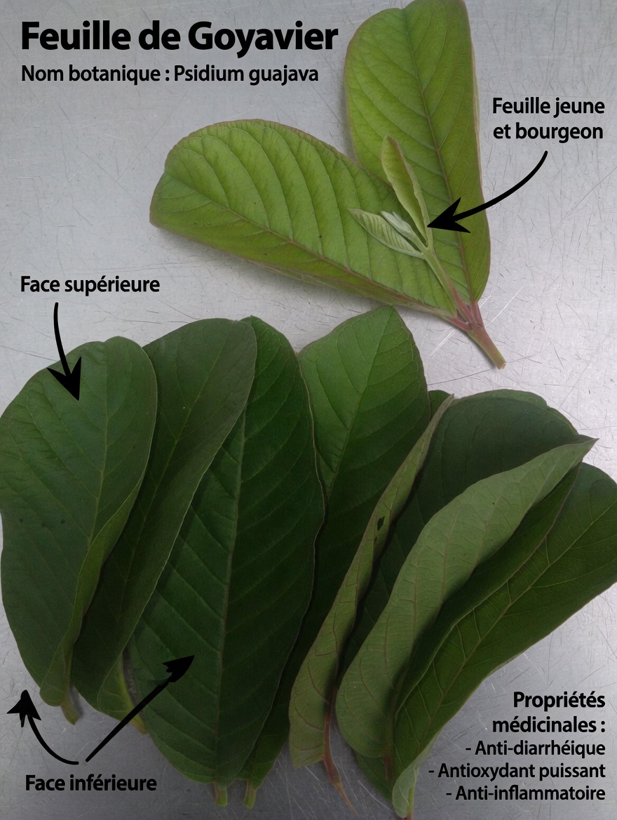 17 bienfaits surprenants des feuilles de goyavier que vous ne connaissiez jamais – la puissance naturelle méconnue qui transforme la santé des Américains de plus de 40 ans