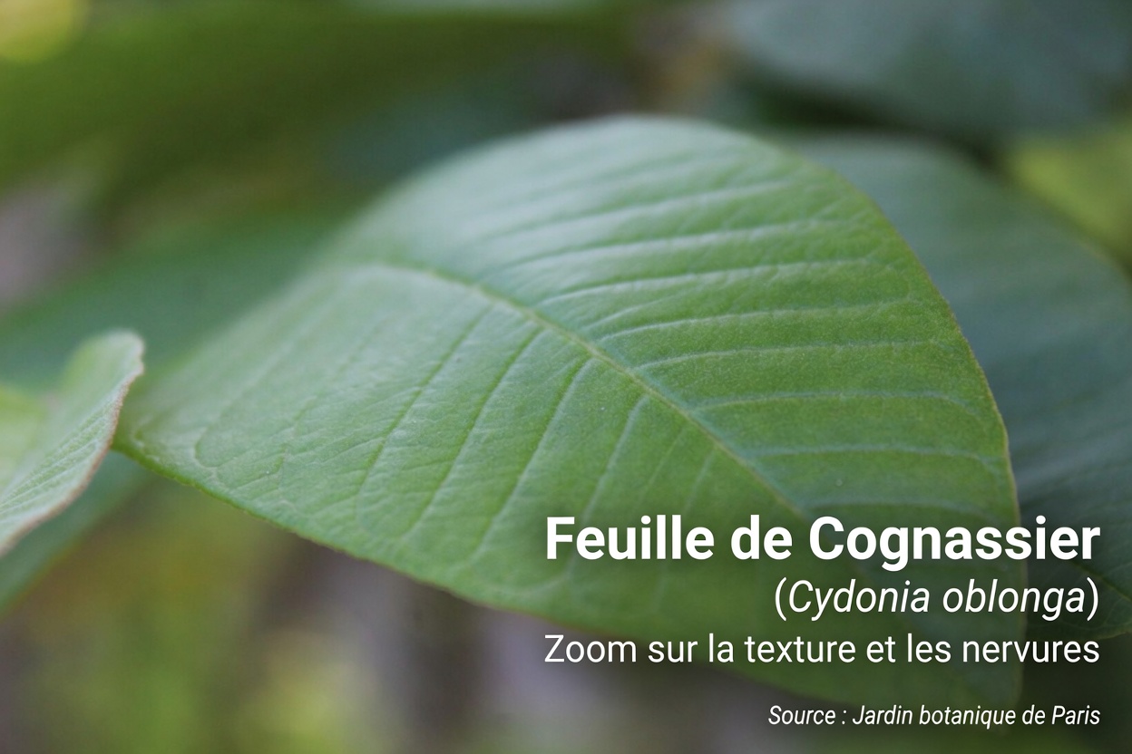 17 bienfaits surprenants des feuilles de goyavier que vous ne connaissiez jamais – la puissance naturelle méconnue qui transforme la santé des Américains de plus de 40 ans