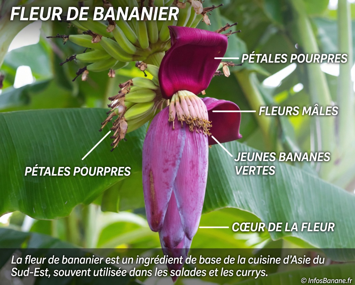 7 Incroyables bienfaits des fleurs de bananier pour la santé