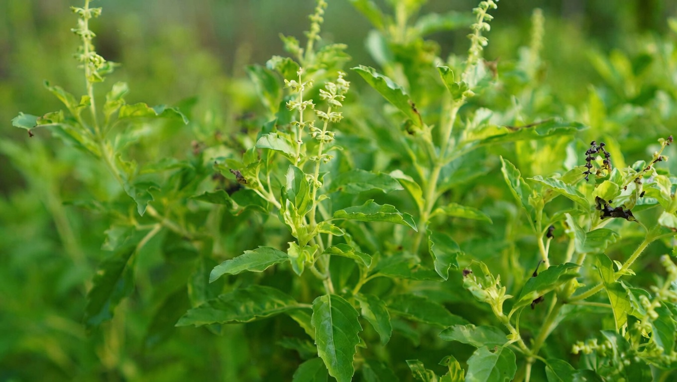 5 feuilles essentielles pour améliorer naturellement la santé de vos yeux