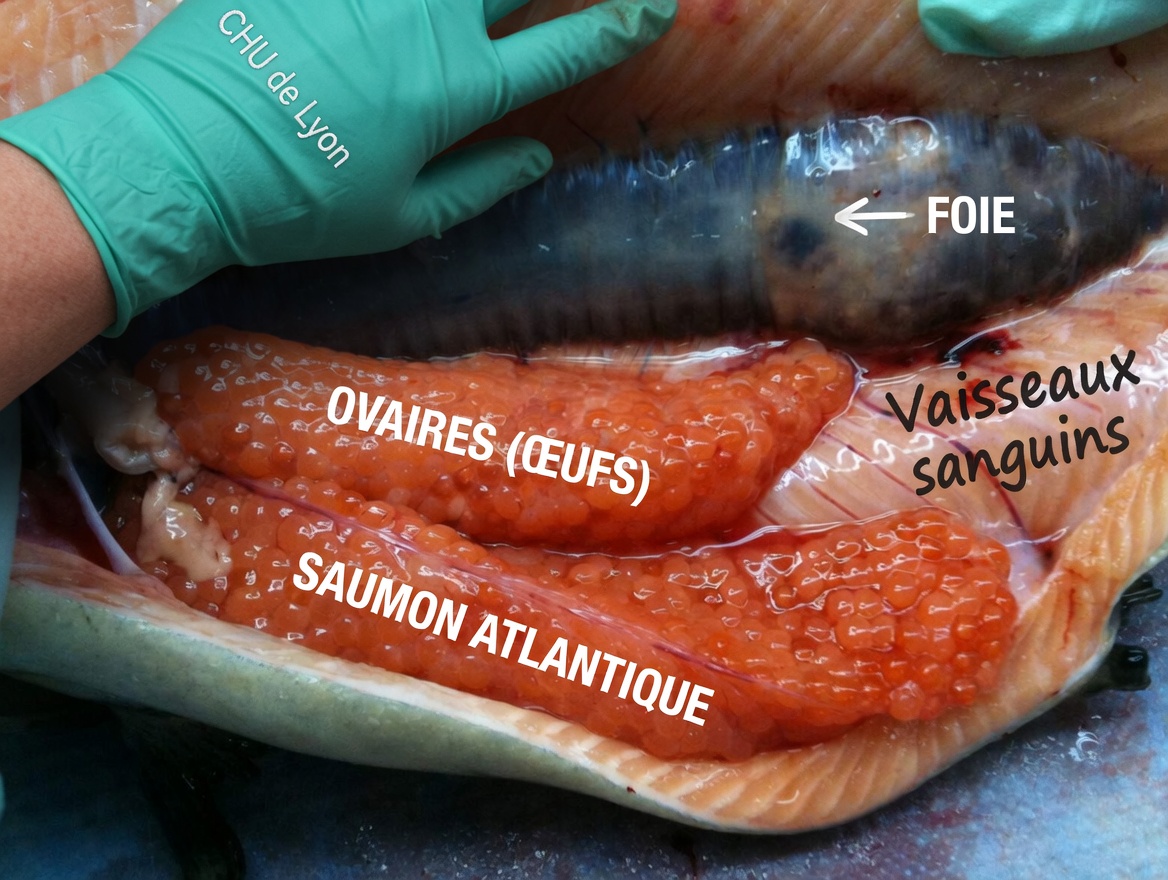 Top 10 des superaliments susceptibles de soutenir la santé des reins et d’aider à gérer la protéinurie