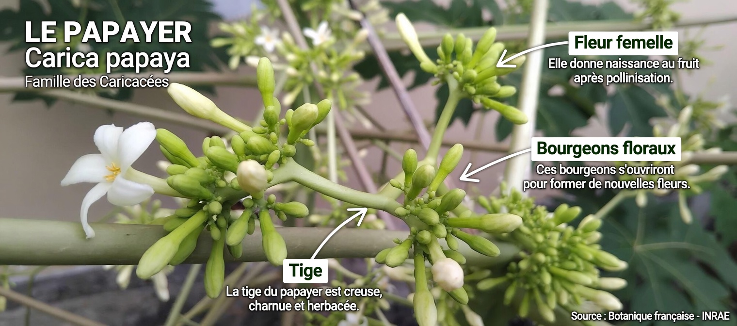 Le secret de bien-être familial dont vous n’avez jamais entendu parler : le miel de fleurs de papayer pour le confort digestif, l’immunité et bien plus encore
