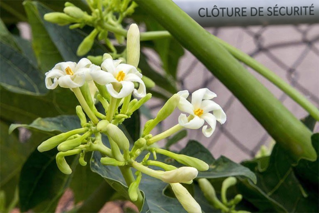 Le secret de bien-être familial dont vous n’avez jamais entendu parler : le miel de fleurs de papayer pour le confort digestif, l’immunité et bien plus encore