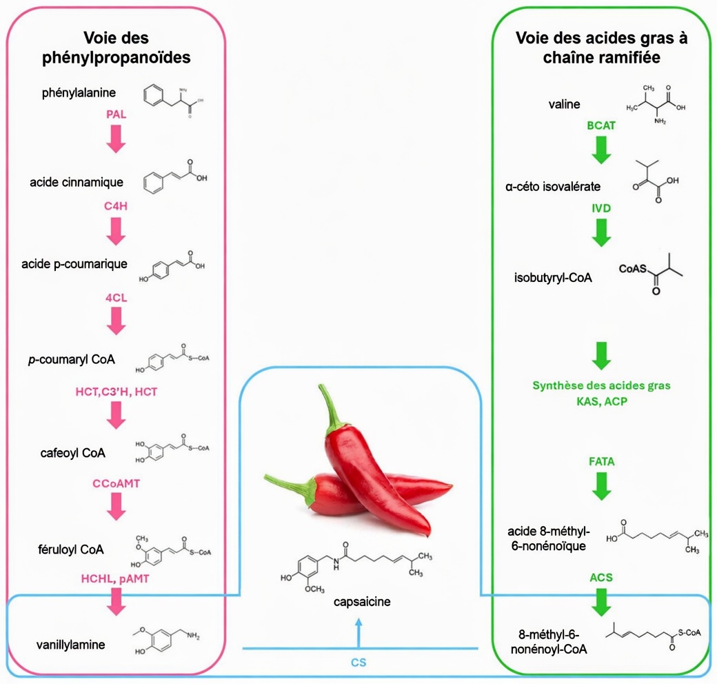Seniors, mangez CECI avant de vous coucher pour augmenter le flux sanguin et la circulation dans vos jambes et vos pieds en 24 heures !