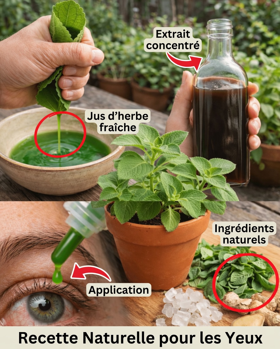 Origan et santé oculaire : cette petite herbe pourrait-elle aider à protéger votre vision après 40 ans ?