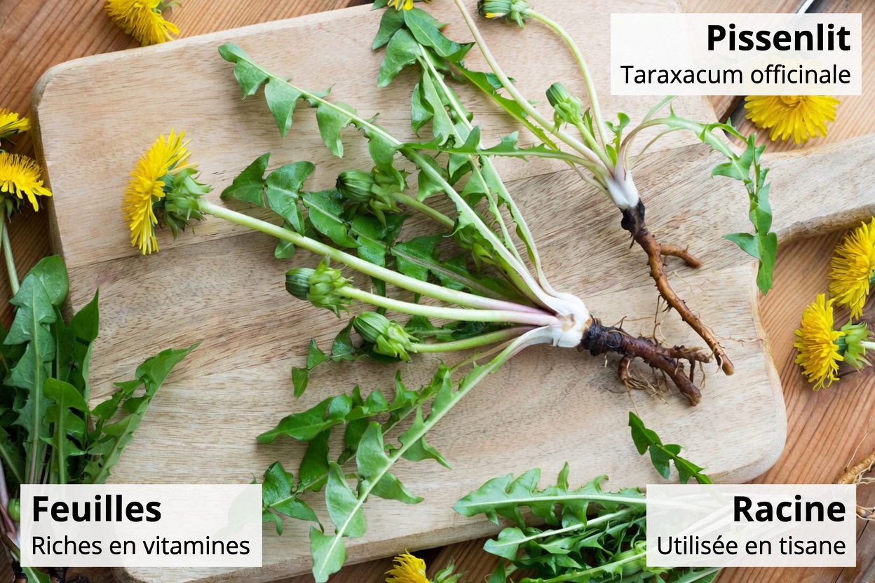 La feuille qui « soutient le cancer en 24 heures » : ce que dit vraiment la science