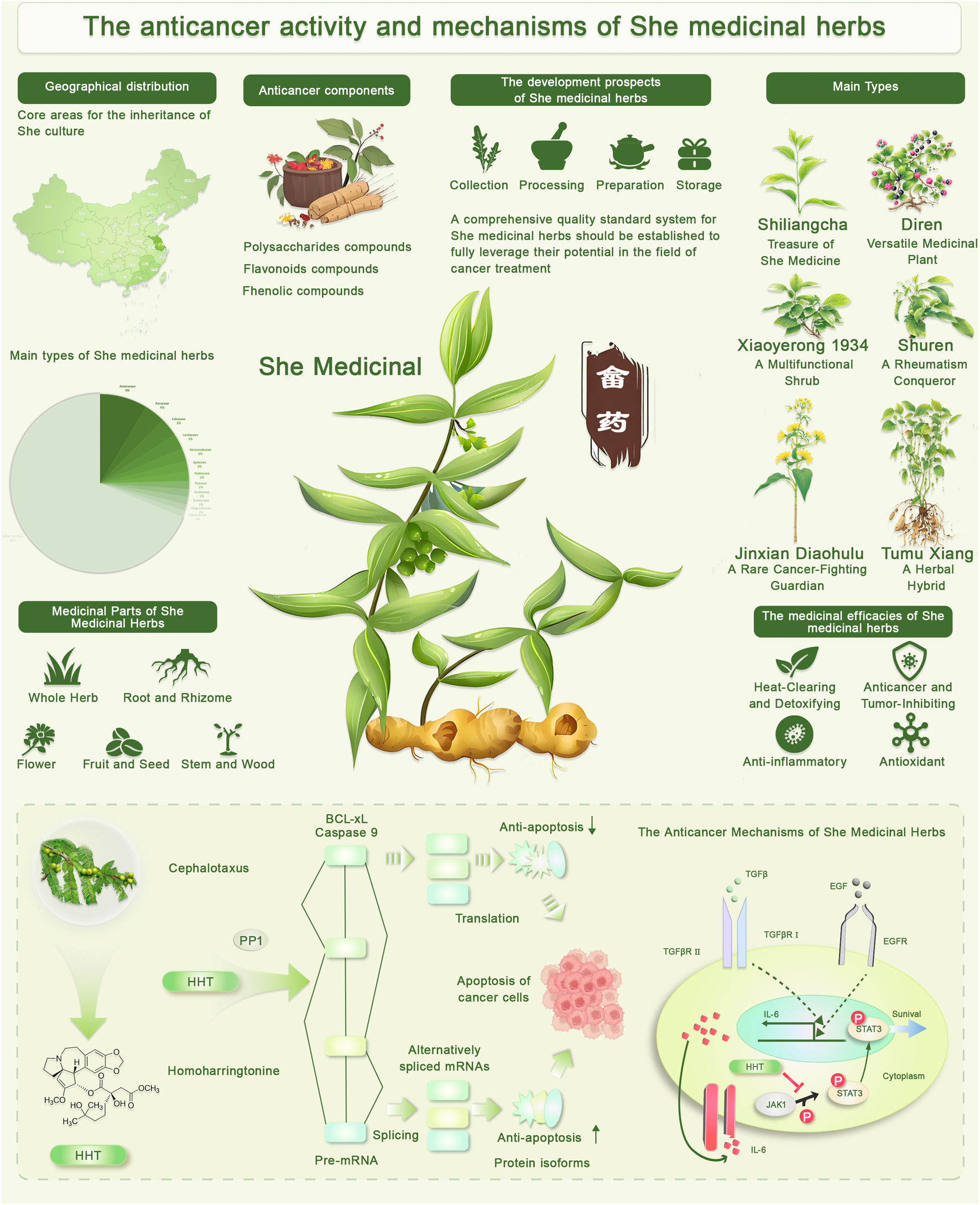 La feuille qui « soutient le cancer en 24 heures » : ce que dit vraiment la science