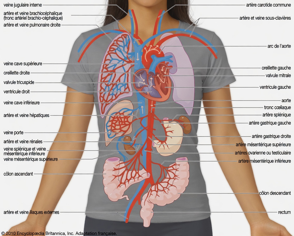 Personnes âgées : des moyens simples d’améliorer l’eau au quotidien avec du magnésium pour une meilleure circulation