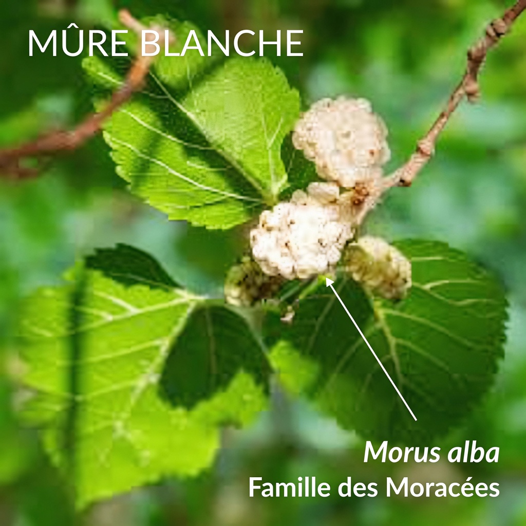 Découvrez comment une simple feuille peut soutenir naturellement une glycémie, une tension artérielle, un cholestérol et une circulation sanguine sains