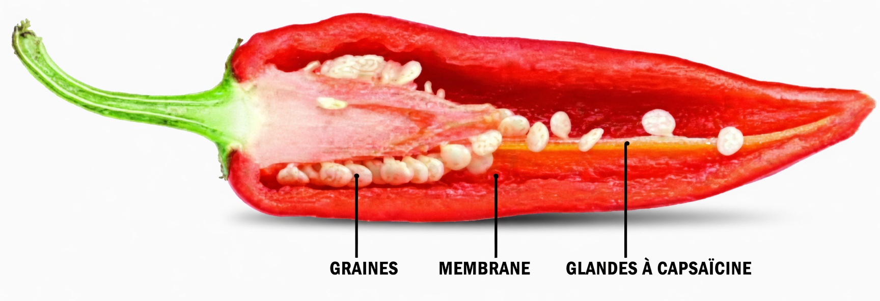 La capsaïcine arrête les crises cardiaques et détruit les cellules cancéreuses