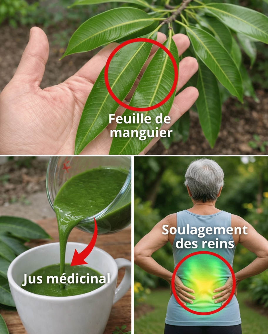 Feuilles de manguier : découvrez leurs bienfaits cachés et leurs utilisations DIY