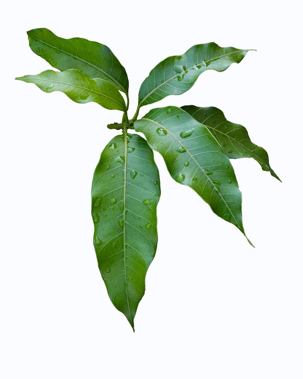 Feuilles de manguier : découvrez leurs bienfaits cachés et leurs utilisations DIY