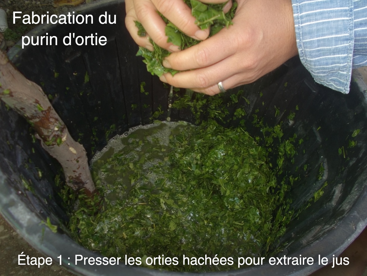 Cette habitude traditionnelle de consommer des feuilles de neem pourrait-elle aider votre circulation et l’équilibre de votre glycémie ?