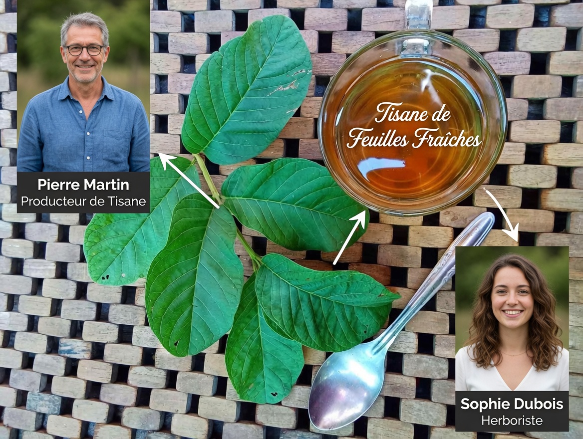 Avertissement sur le thé aux feuilles de goyavier : pourquoi de nombreux seniors adoptent cette habitude quotidienne