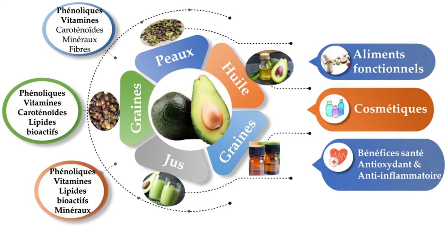 Arrêtez de jeter le noyau d’avocat : une habitude santé cachée que beaucoup ignorent