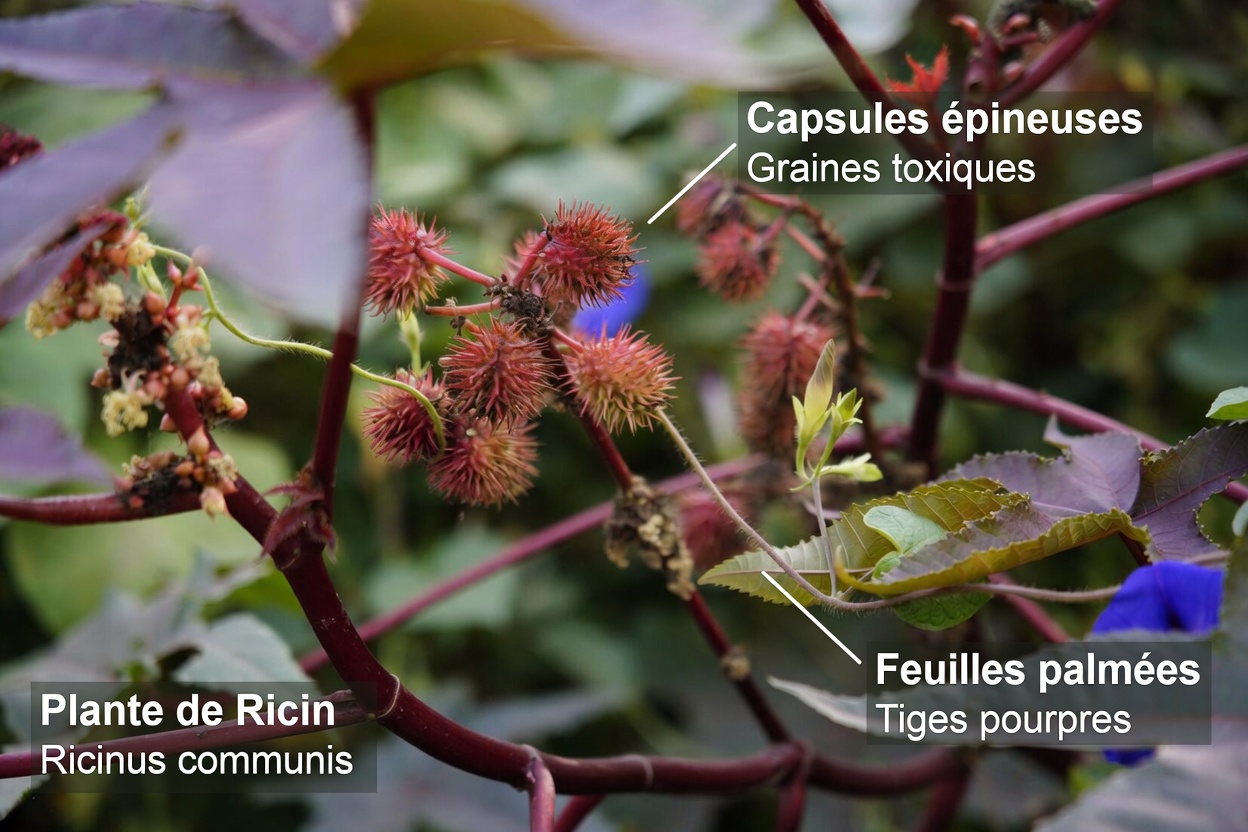 Cette huile simple pourrait-elle être l’étape manquante de votre routine quotidienne de soins personnels ?