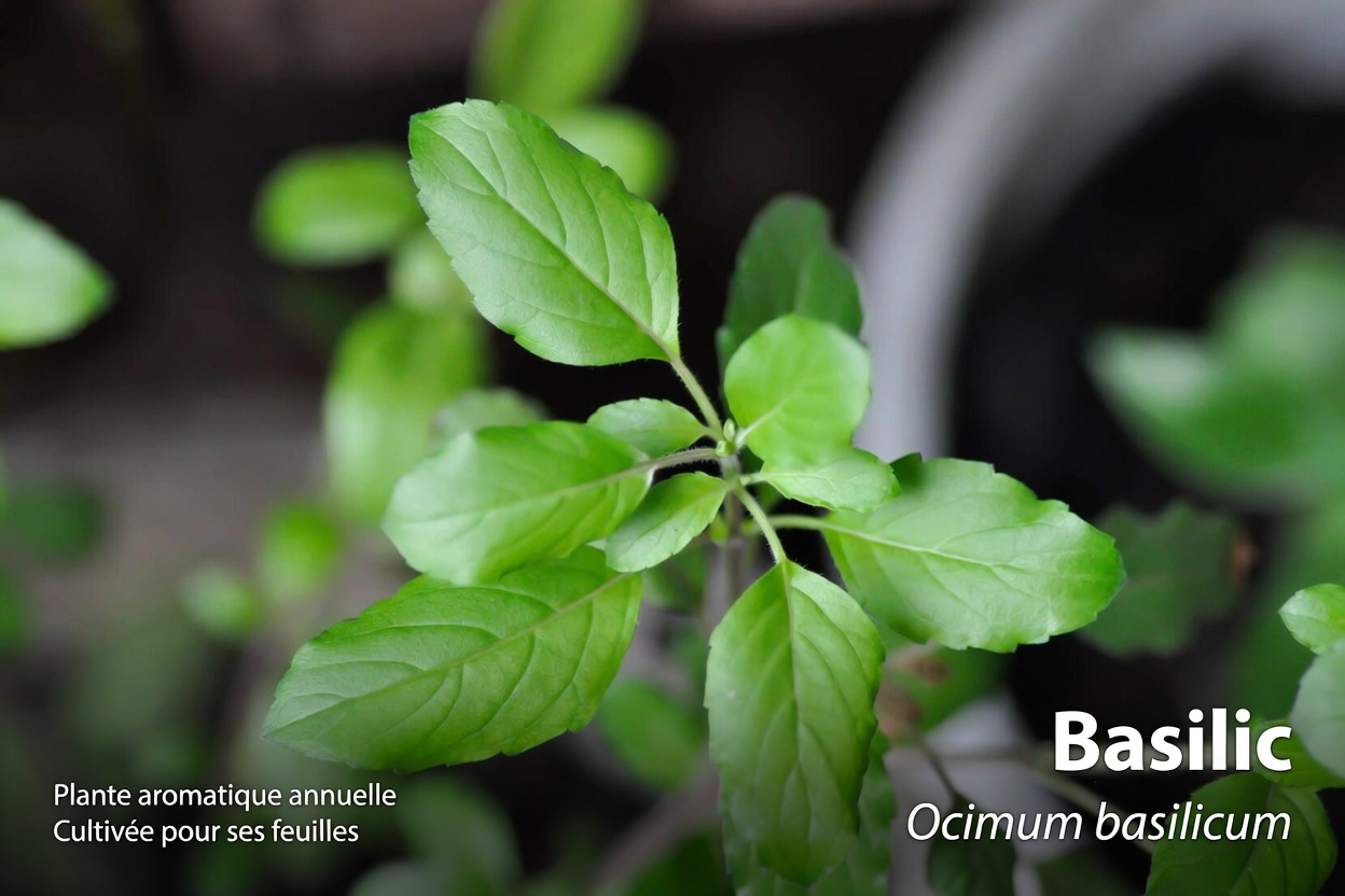 Cette feuille sacrée pourrait-elle soutenir discrètement un sourire plus sain pendant que vous prenez soin de votre bouche ?