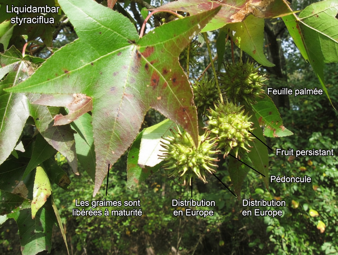 L’arbre négligé aux puissants bienfaits naturels pour la santé