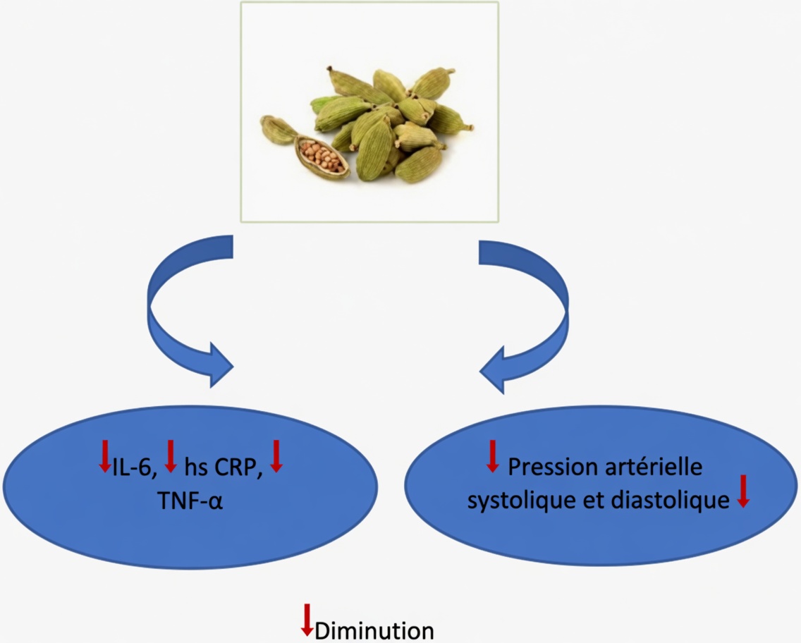 Les bienfaits surprenants de la cardamome : découvrez 18 façons d’améliorer votre bien-être