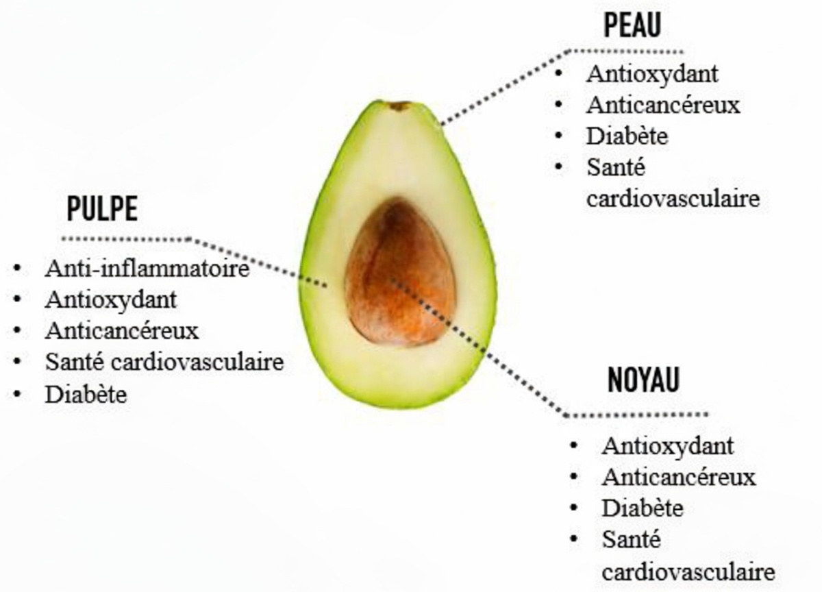 Les bienfaits du noyau d’avocat : le remède naturel négligé contre les douleurs articulaires et dorsales