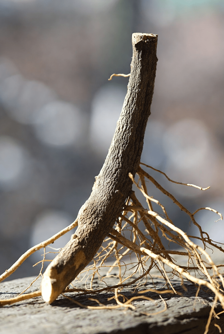 Découvrez les usages traditionnels et les bienfaits potentiels de la racine de réglisse pour la santé digestive et hépatique