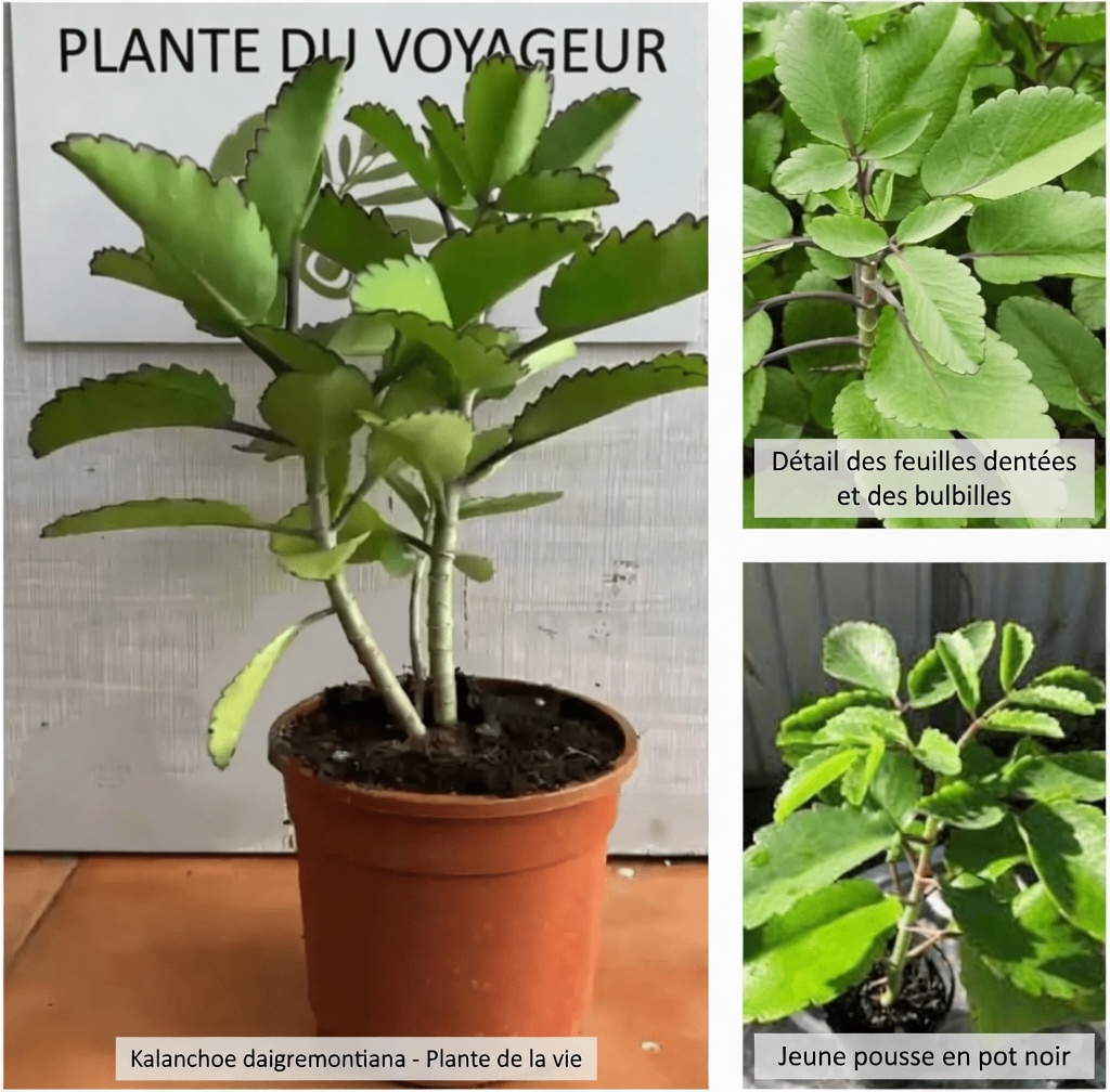 Explorer le Kalanchoe pinnata aux multiples usages : comment cette plante de jardin courante peut améliorer votre routine quotidienne
