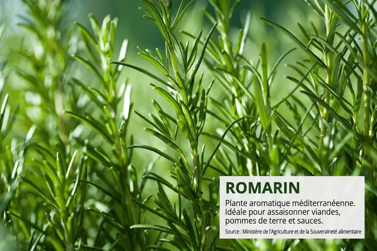 Ce que vous pourriez remarquer en utilisant de l’huile de romarin sur vos cheveux chaque jour pendant 30 jours