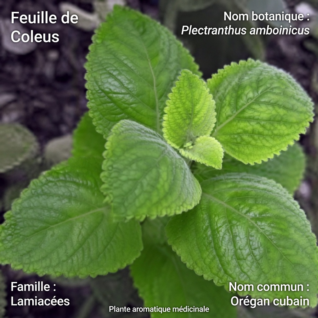 La vision floue qui s’installe ? Cette boisson à base de feuilles d’origan pourrait vous surprendre