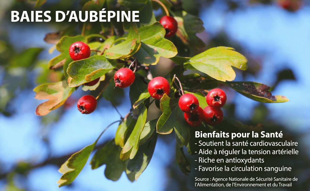 Plus de 60 ans ? Découvrez 6 plantes naturelles qui pourraient favoriser une circulation saine des jambes naturellement