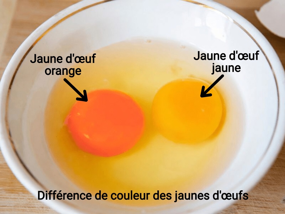Une vitamine stoppe l’accumulation de calcium dans les artères et le cœur
