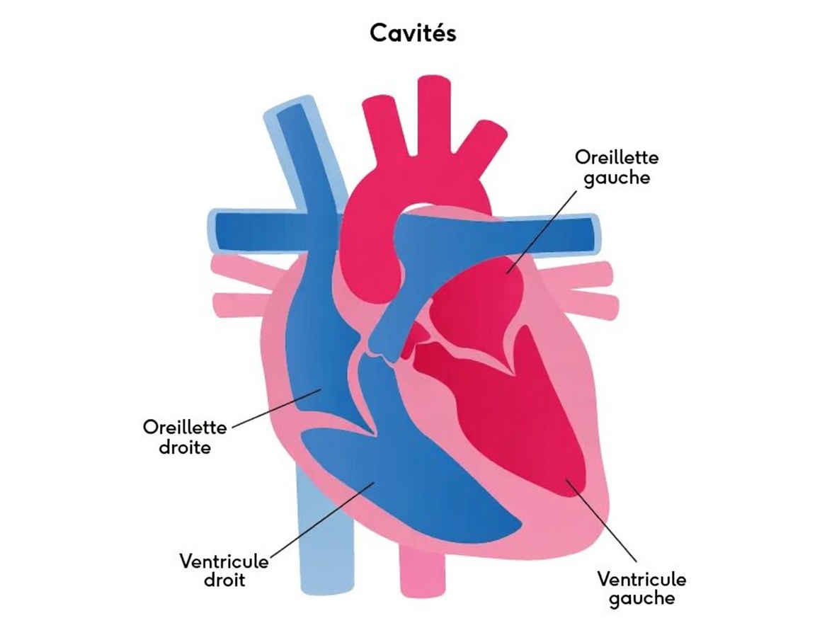 5 médicaments courants susceptibles d’affecter la santé cardiaque chez les adultes de plus de 60 ans : points clés et prochaines étapes