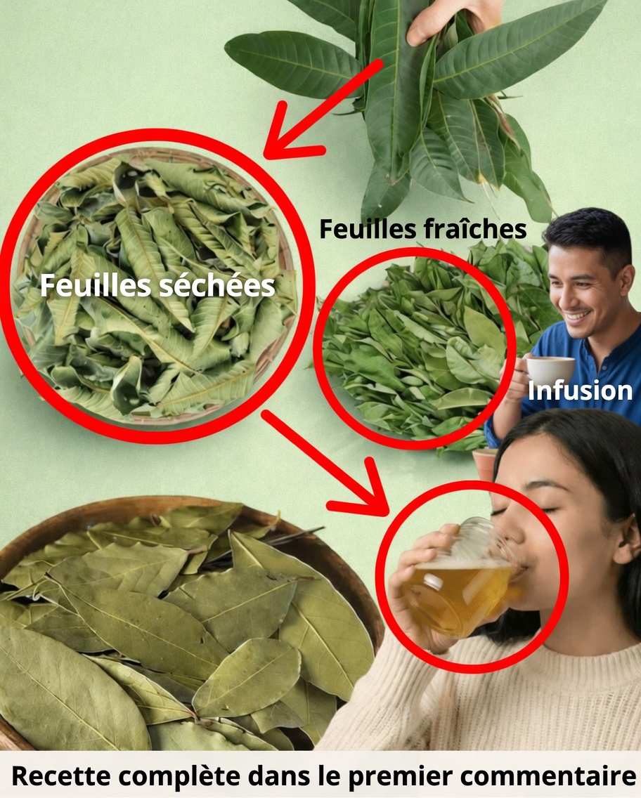 Les quatre feuilles médicinales : avocatier, manguier, laurier et goyavier — le cadeau de la nature pour votre bien-être