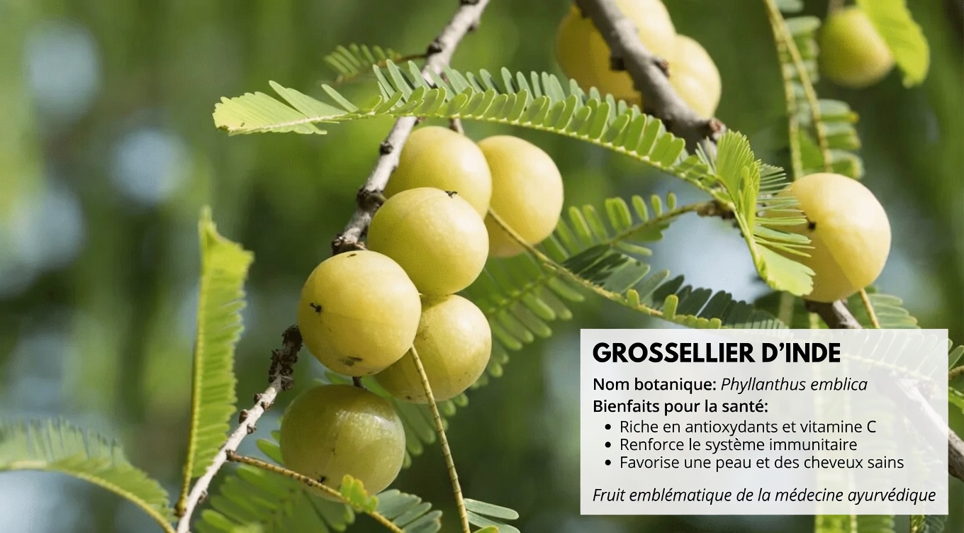 Les personnes de plus de 60 ans prennent cette cuillerée avant de se coucher pour une vision plus nette