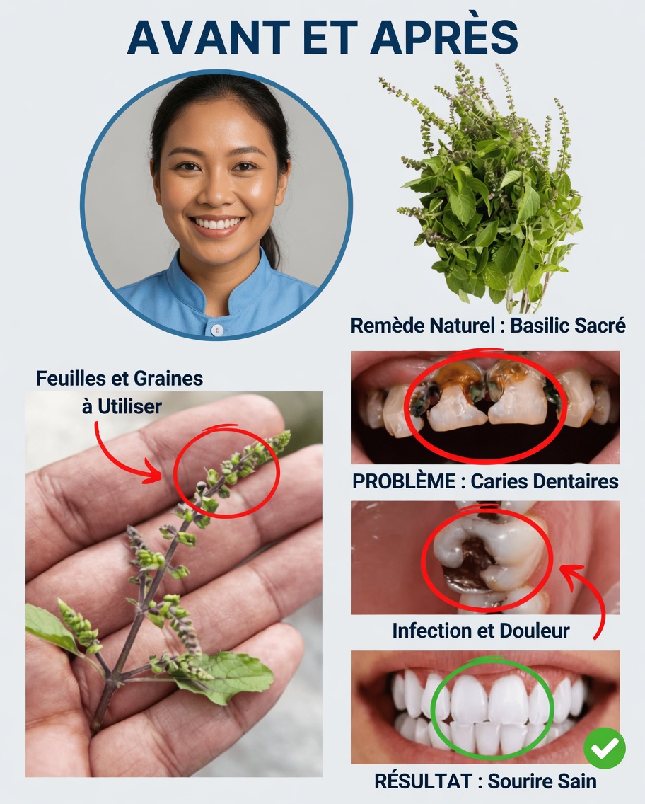 Basilic sacré (tulsi) pour la santé bucco-dentaire : remède naturel contre les caries, les problèmes de gencives, la mauvaise haleine et pour des dents plus solides