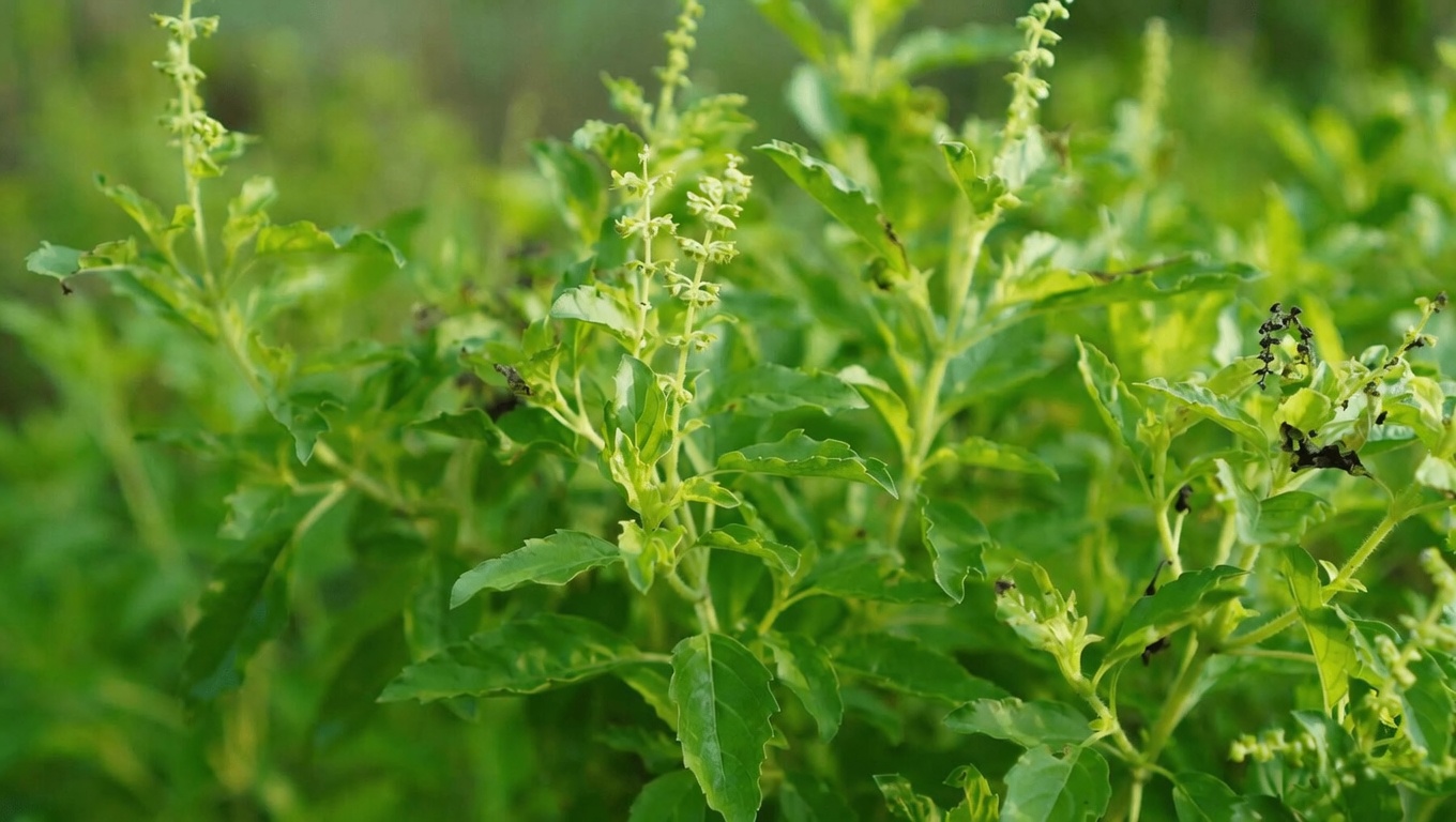 Basilic sacré (tulsi) pour la santé bucco-dentaire : remède naturel contre les caries, les problèmes de gencives, la mauvaise haleine et pour des dents plus solides