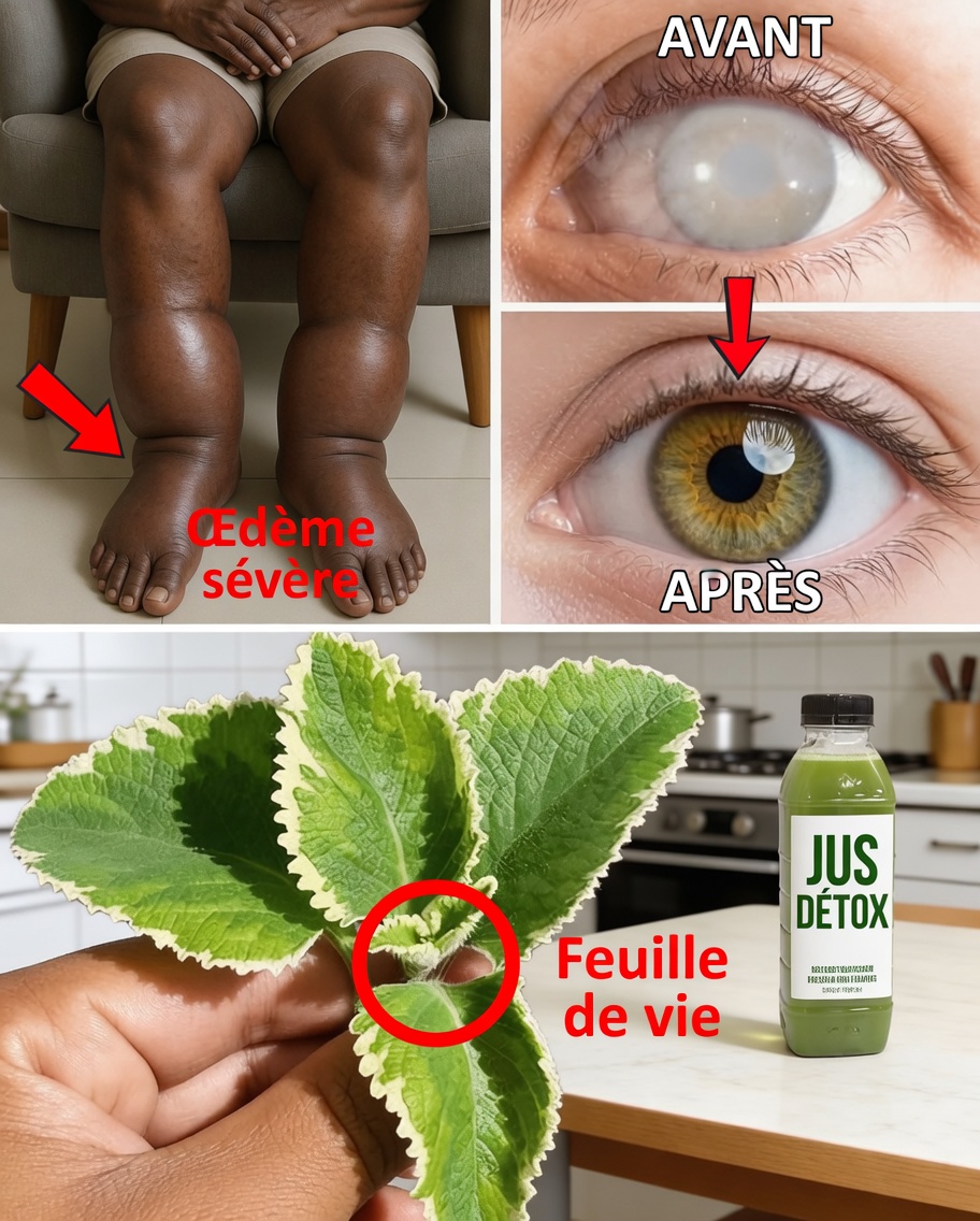 Une seule feuille par jour peut résoudre 25 problèmes de santé