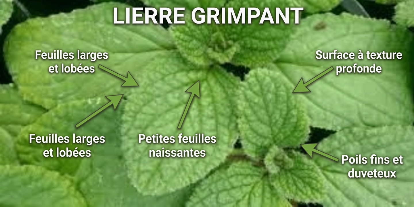 Une seule feuille par jour peut résoudre 25 problèmes de santé