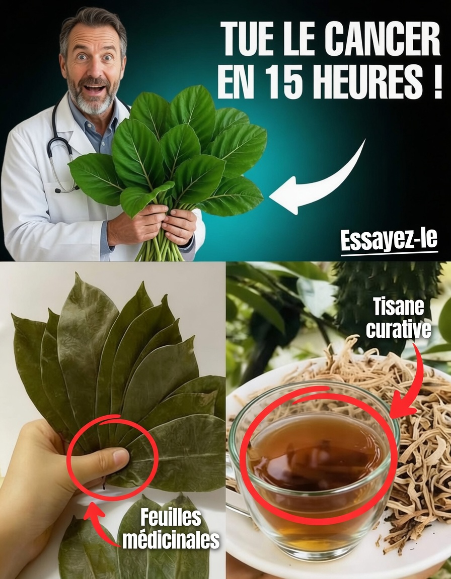 La feuille qui détruit les cellules cancéreuses — pourquoi personne n’en parle