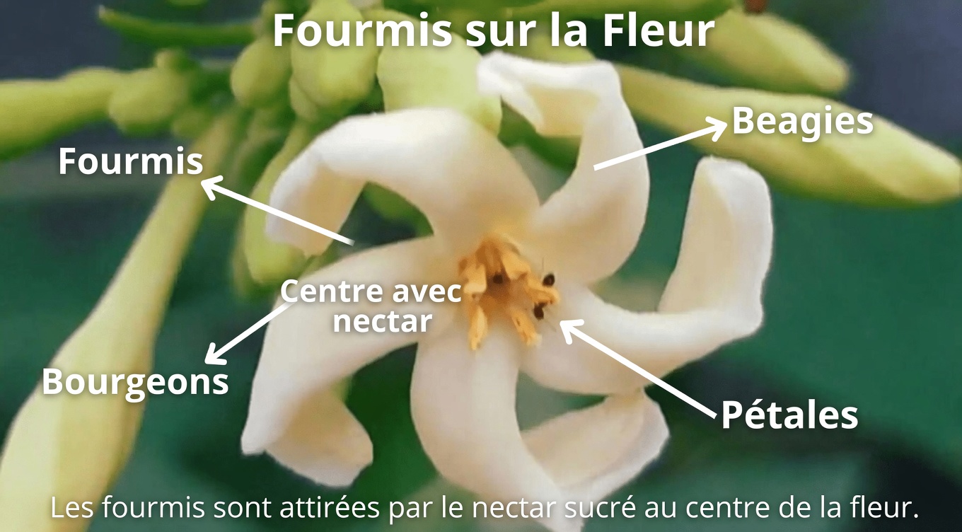 Le pouvoir caché des fleurs de papayer : pourraient-elles offrir davantage de bienfaits pour le bien-être que le fruit ?