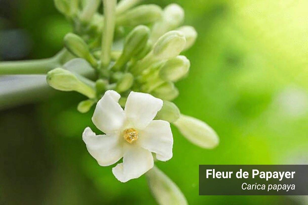 Le pouvoir caché des fleurs de papayer : pourraient-elles offrir davantage de bienfaits pour le bien-être que le fruit ?