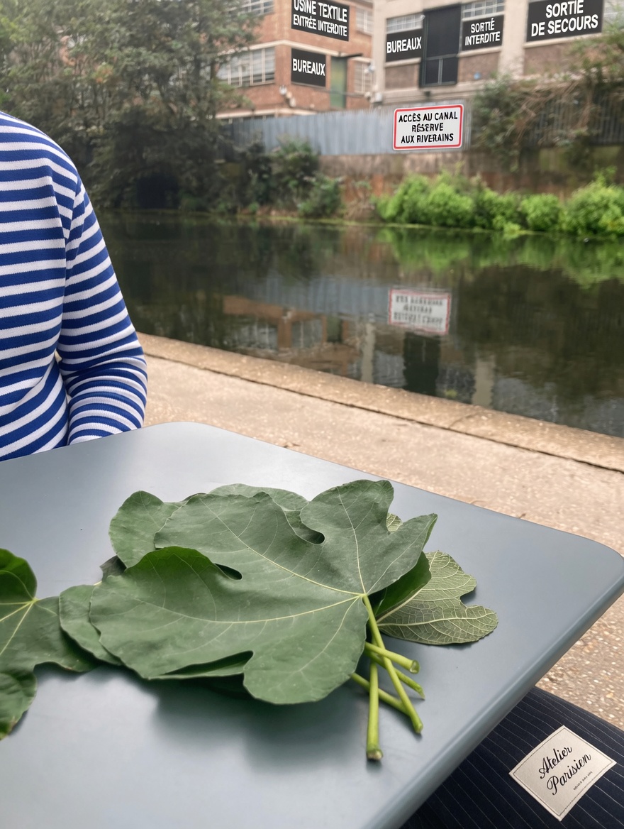 Bienfaits des feuilles de figuier et façons simples d’utiliser ce feuillage méconnu à la maison