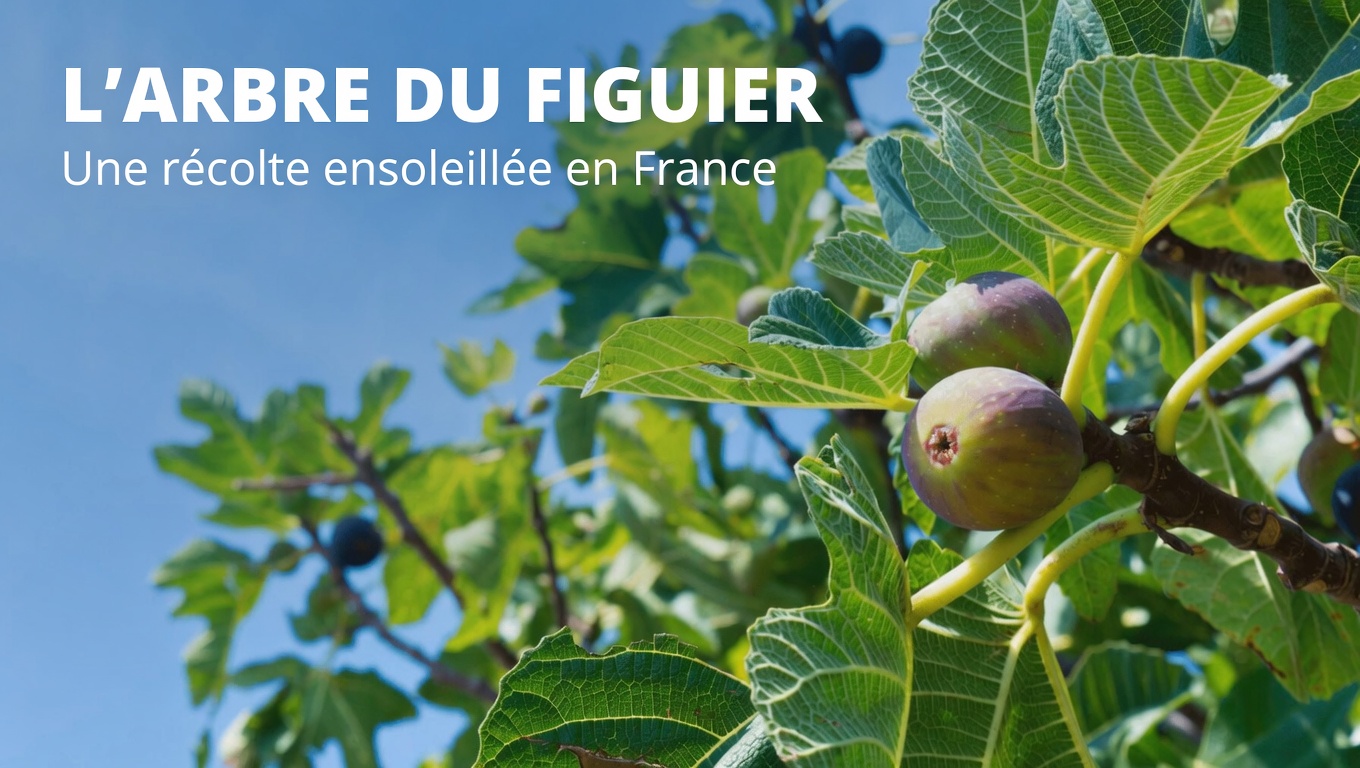 Bienfaits des feuilles de figuier et façons simples d’utiliser ce feuillage méconnu à la maison
