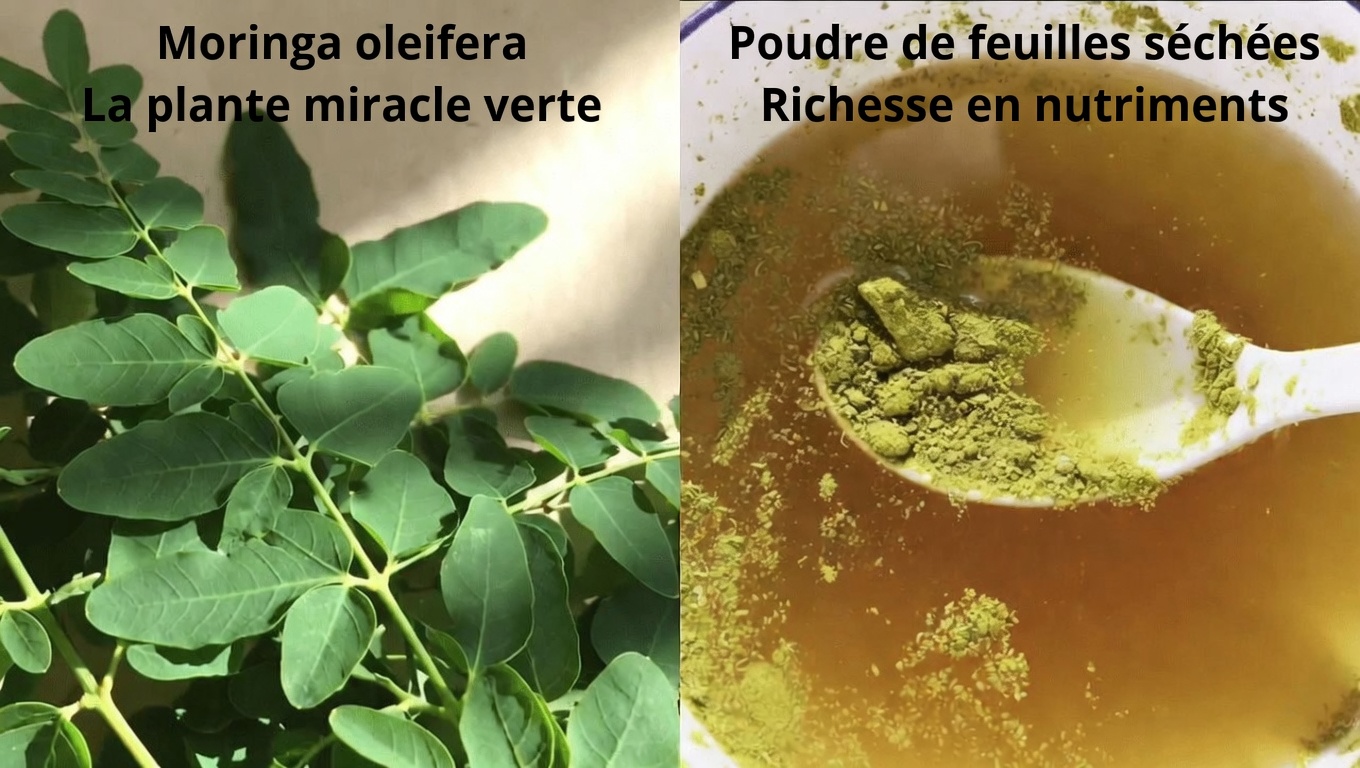Plus de 60 ans ? Découvrez comment la feuille de moringa pourrait contribuer à une glycémie saine et au bon fonctionnement des artères chez les seniors