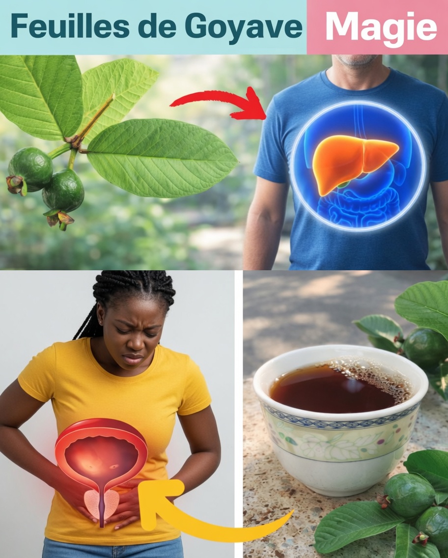 Découvrez 17 façons surprenantes dont les feuilles de goyavier peuvent soutenir votre routine bien-être après 40 ans – conseils pour une santé au quotidien